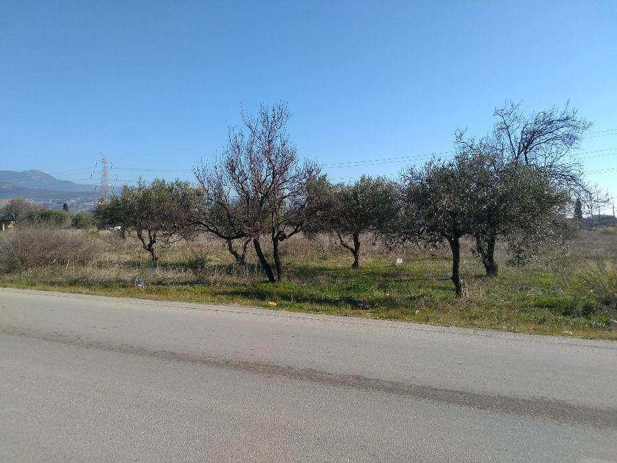 Οικόπεδο 11.980 τ.μ. προς πώληση, Νέα Μαγνησία Λαμίας