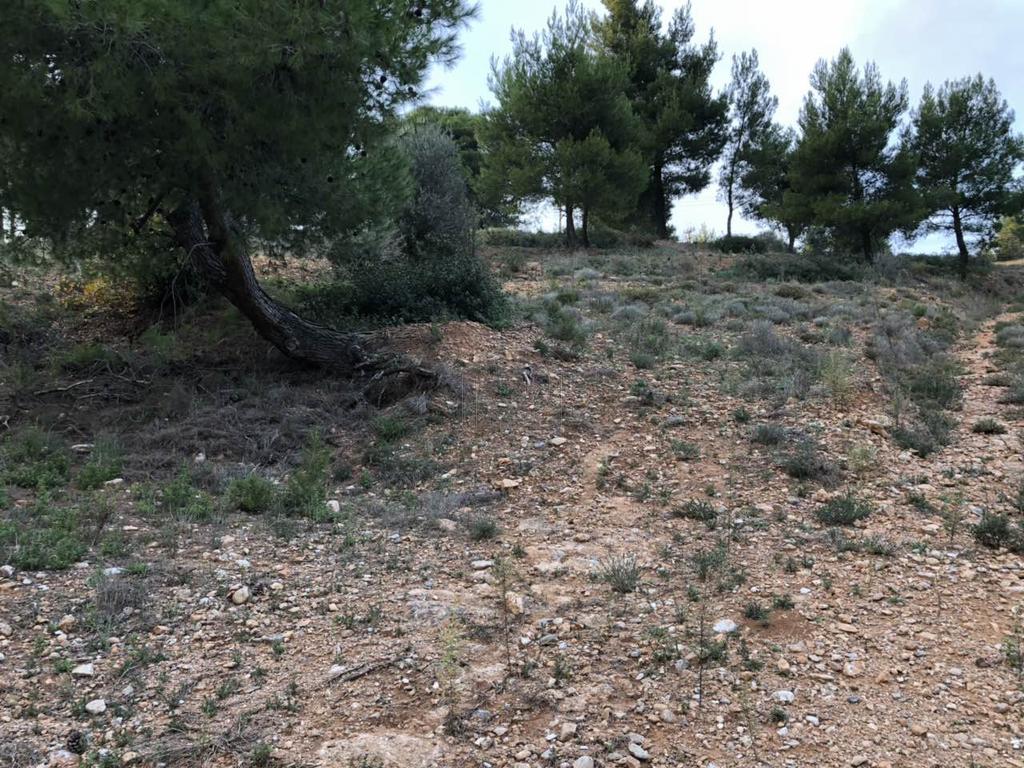Αγροτεμάχια 4.500 τ.μ. πρός πώληση, Αθήνα - Ανατολικά Προάστια, Βαρνάβας