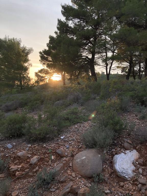 Αγροτεμάχια 4.500 τ.μ. πρός πώληση, Αθήνα - Ανατολικά Προάστια, Βαρνάβας