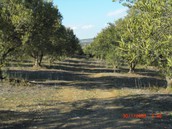 Parcel 12.000sqm for sale-Thermi » Agios Antonios