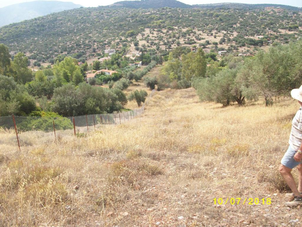 Αγροτεμάχια 4.390 τ.μ. προς πώληση, Αθήνα - Ανατολικά Προάστια, Κορωπί