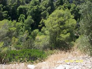 Οικόπεδο 1.102 τ.μ. για πώληση, Κορινθία, Σολύγεια-thumb-28