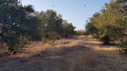 Land plot 929sqm for sale-Akrotiri » Kathiana