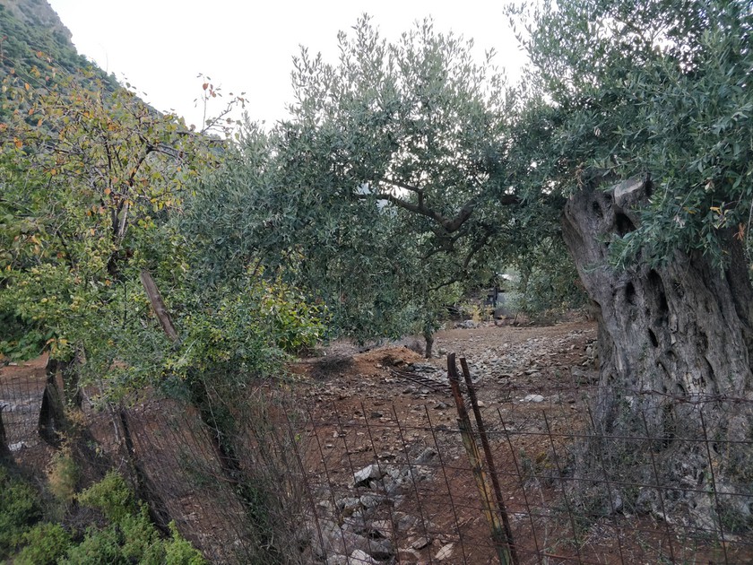 Αγροτεμάχια 5.500 τ.μ. για πώληση