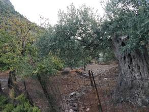 Αγροτεμάχια 5.500 τ.μ. για πώληση