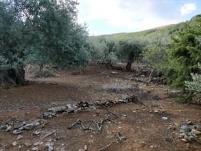 Αγροτεμάχια 5.500 τ.μ. προς πώληση, Καλλιράχη-thumb-1