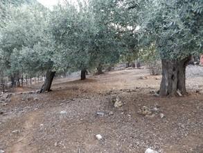 Αγροτεμάχια 5.500 τ.μ. προς πώληση, Καλλιράχη-thumb-2