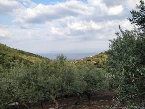 Αγροτεμάχια 5.500 τ.μ. προς πώληση, Καλλιράχη-thumb-5