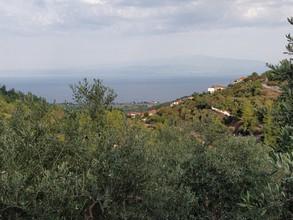 Αγροτεμάχια 5.500 τ.μ. προς πώληση, Καλλιράχη-thumb-6