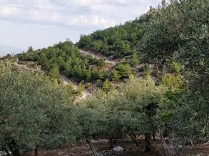 Αγροτεμάχια 5.500 τ.μ. προς πώληση, Καλλιράχη-thumb-7