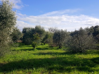 Land plot 1.157sqm for sale-Chios » Agios Minas