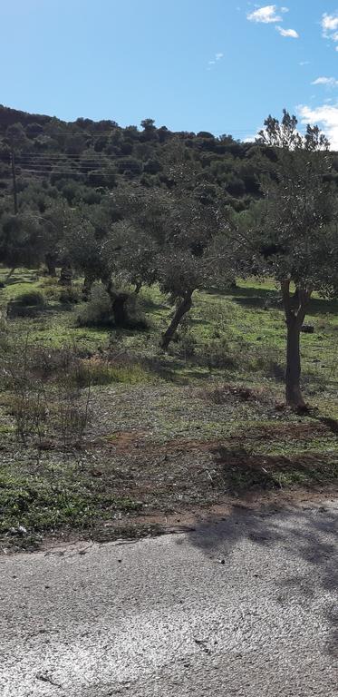 Αγροτεμάχια 1.653 τ.μ. πρός πώληση, Αθήνα - Ανατολικά Προάστια, Κορωπί