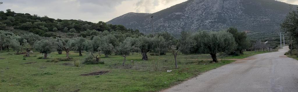 Αγροτεμάχια 1.653 τ.μ. πρός πώληση, Αθήνα - Ανατολικά Προάστια, Κορωπί