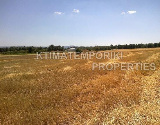 Αγροτεμάχια 6.000 τ.μ. για πώληση, Εύβοια, Ανθηδώνος