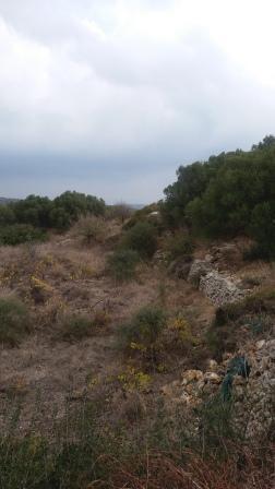 Land plot 9.000 sqm for sale, Achladia, Siteia
