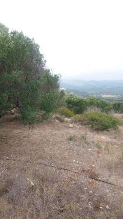 Land plot 9.000 sqm for sale, Achladia, Siteia