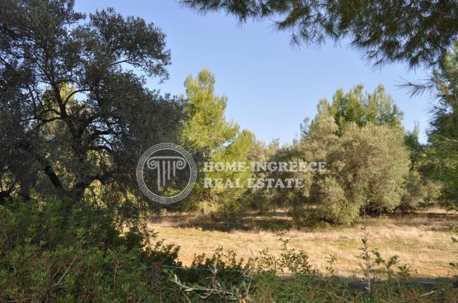 Αγροτεμάχια 55.000 τ.μ. πρός πώληση, Χαλκιδική, Σιθωνία