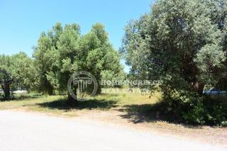Οικόπεδο 2.000 τ.μ. για πώληση, Χαλκιδική, Σιθωνία-thumb-4