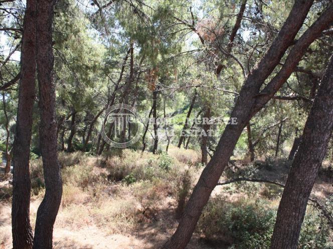 Μονοκατοικία 400 τ.μ. πρός πώληση, Χαλκιδική, Σιθωνία