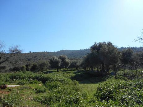 Αγροτεμάχια 5.040τ.μ. για πώληση-Θάσος » Σκάλα καλλιράχης