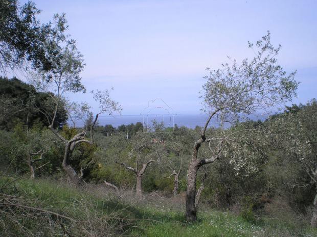 Αγροτεμάχια 6.520τ.μ. για πώληση-Θάσος » Κέντρο