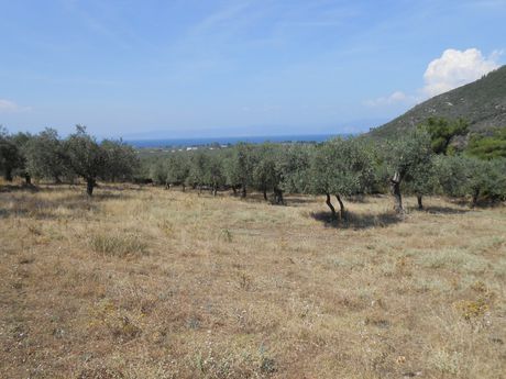 Αγροτεμάχια 37.502τ.μ. για πώληση-Θάσος » Ραχώνι