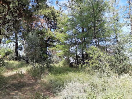 Οικόπεδο 25.000τ.μ. για πώληση-Θάσος » Γλυφάδα