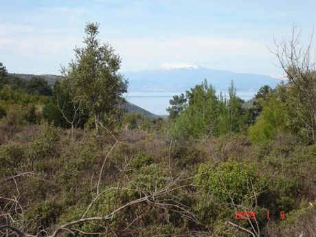 Αγροτεμάχια 6.894τ.μ. για πώληση-Θάσος » Μεγάλος πρίνος