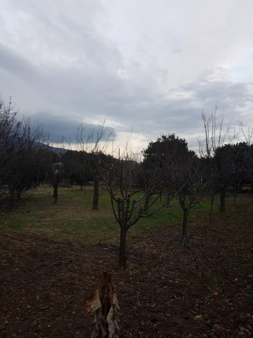 Οικόπεδο 1.300τ.μ. για πώληση-Αρτέμιδα » Κάτω λεχώνια