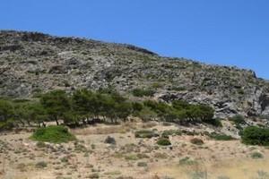 Οικόπεδο 35.000 τ.μ. προς πώληση, Μακρύς Γιαλός Λασιθίου-thumb-21