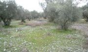 Parcel 3.300sqm for sale-Ipati » Kompotades