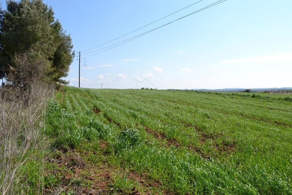 Αγροτεμάχια 3.300 τ.μ. προς πώληση, Νέα Φώκαια Κασσάνδρας