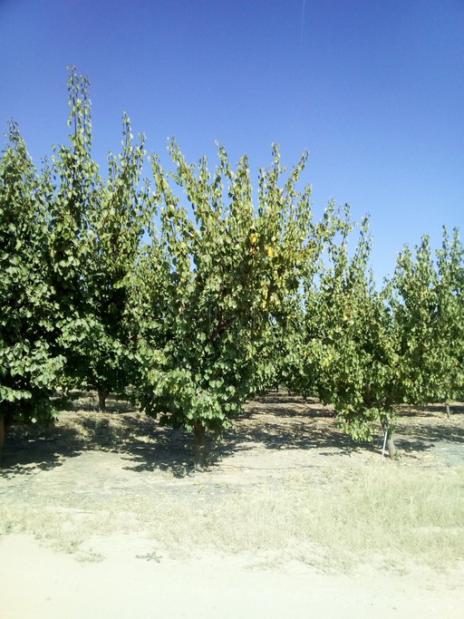 Parcel 7.000 sqm for sale