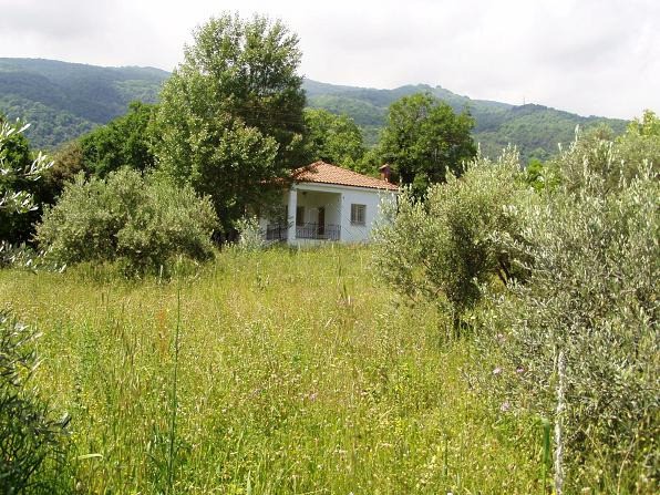 Αγροτεμάχια 1.426 τ.μ. για πώληση