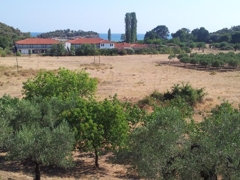 Αγροτεμάχια 13.040 τ.μ. για πώληση