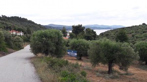 Αγροτεμάχια 4.036τ.μ. για πώληση-Σιθωνία » Σπαλαθρονήσια
