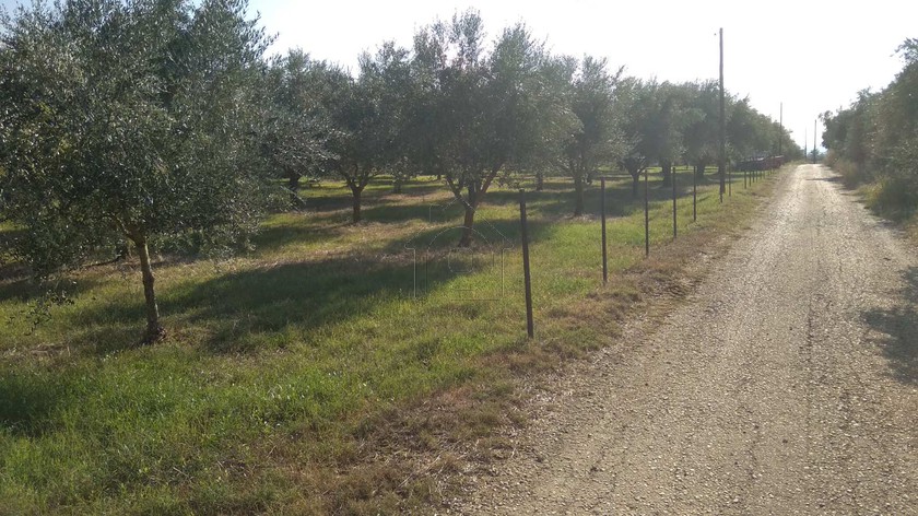 Αγροτεμάχια 2.500τ.μ. για πώληση-Βραχναίικα » Μοιραίικα