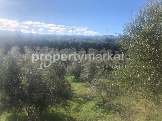 Αγροτεμάχια 34.000 τ.μ. πρός πώληση, Ν. Ρεθύμνου, Κουλουκώνας
