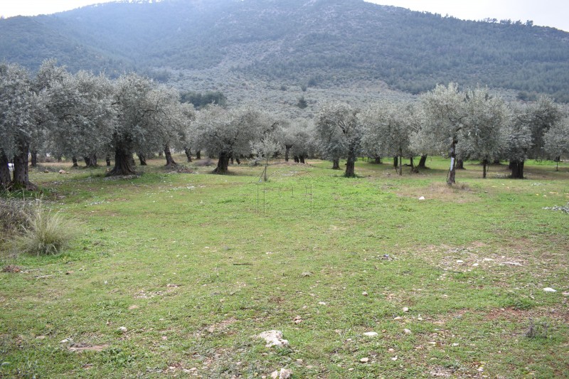 Αγροτεμάχια 2.813τ.μ. για πώληση-Θάσος » Ραχώνι