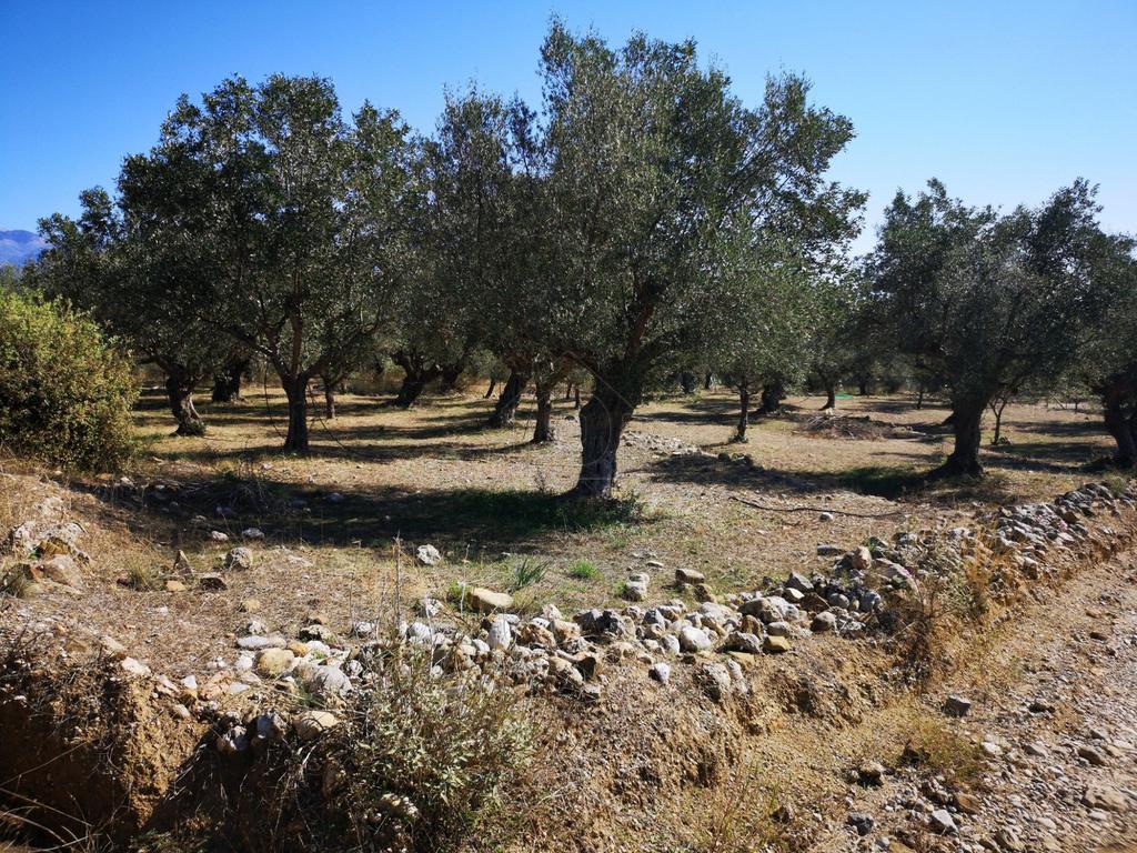 Οικόπεδο 4.567 τ.μ. προς πώληση, Κατσαραίικα