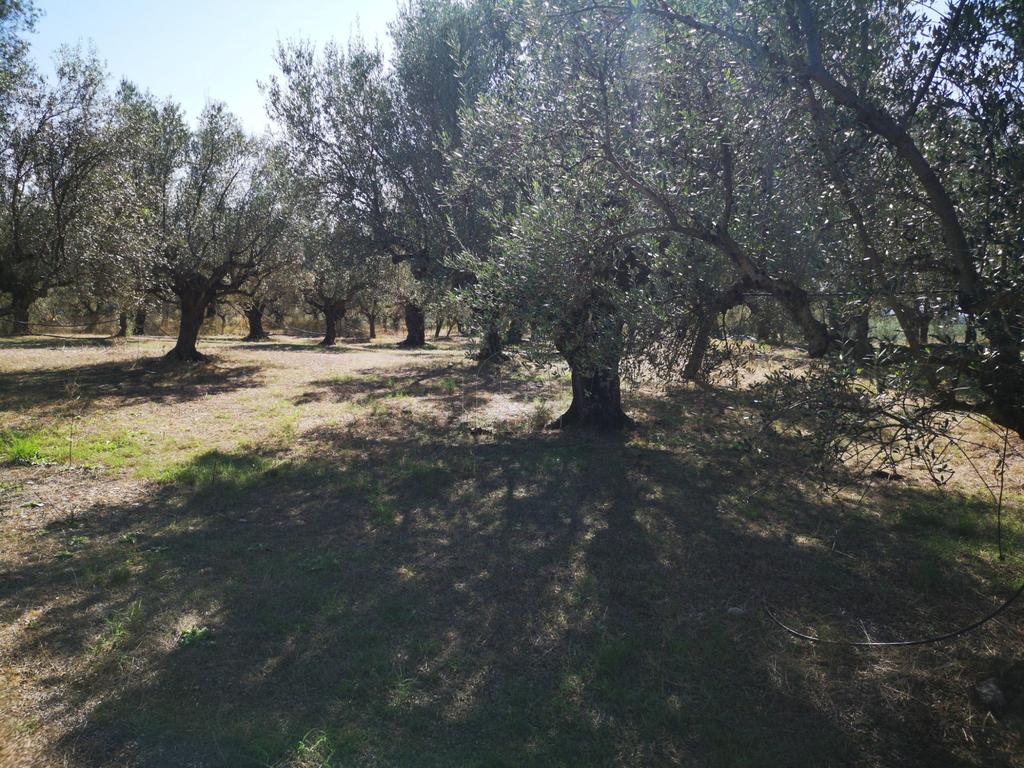 Οικόπεδο 4.567 τ.μ. προς πώληση, Κατσαραίικα