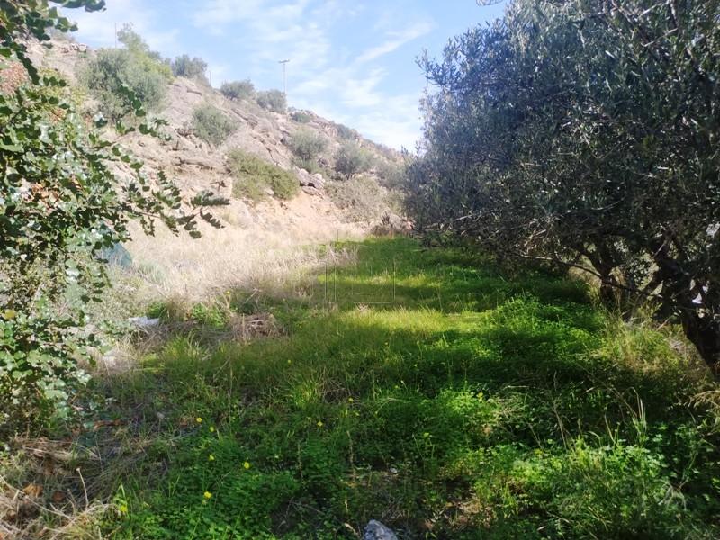 Αγροτεμάχια 1.733 τ.μ. πρός πώληση, Ν. Λασιθίου, Ιεράπετρα