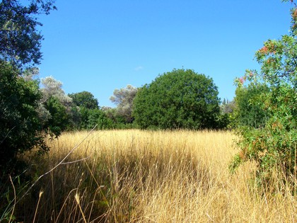Land plot 3.760sqm for sale-Chios » Agios Minas