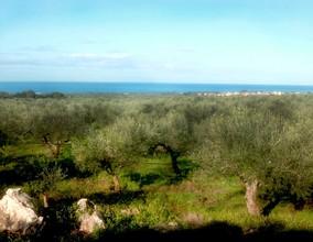Αγροτεμάχια 20.000 τ.μ. για πώληση, Μεσσηνία, Φιλιατρά-thumb-1