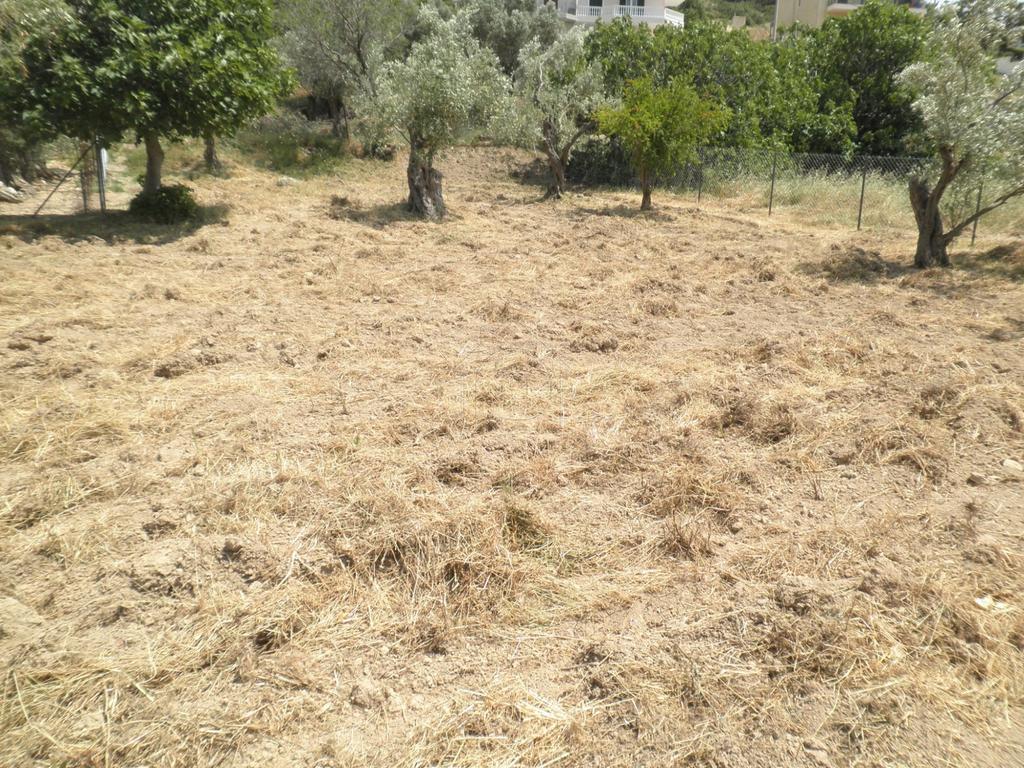 Οικόπεδο 650 τ.μ. προς πώληση, Φυλή