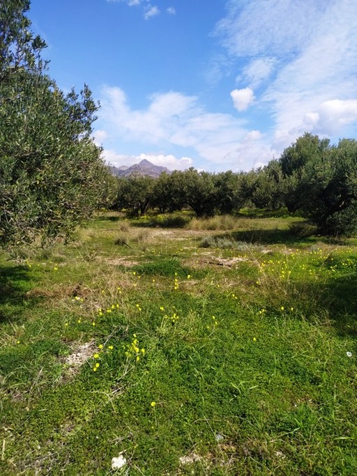 Αγροτεμάχια 4.030 τ.μ. για πώληση, Ν. Λασιθίου, Ιεράπετρα