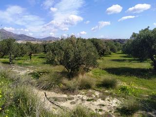 Αγροτεμάχια 4.030 τ.μ. για πώληση, Ν. Λασιθίου, Ιεράπετρα-thumb-2