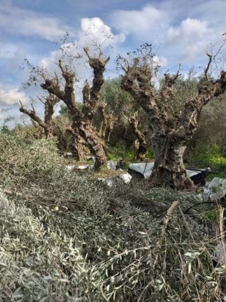 Άλλο 1 τ.μ. για πώληση, Ν. Ηλείας, Αμαλιάδα