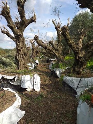 Γη 1 τ.μ. προς πώληση, Δουναίικα Αμαλιάδας