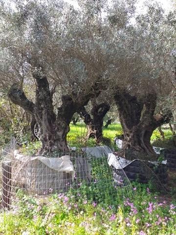 Γη 1 τ.μ. προς πώληση, Δουναίικα Αμαλιάδας